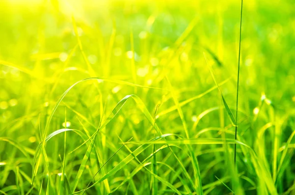 หญ้าสีเขียว — ภาพถ่ายสต็อก