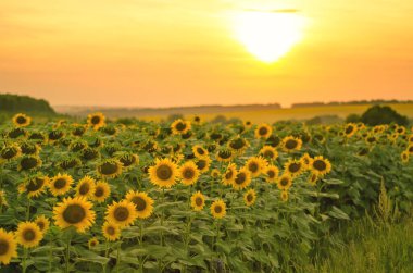 Gün batımında güzel ayçiçeği tarlası