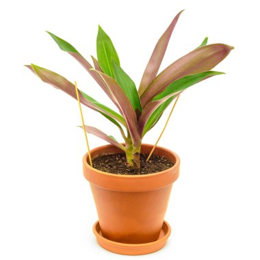 tradescantia in pot isolated on a white background clipart