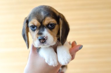 Sevimli köpek yavrusu ellerinde