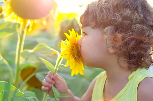 Liten Pojke Som Sniffar Solros — Stockfoto