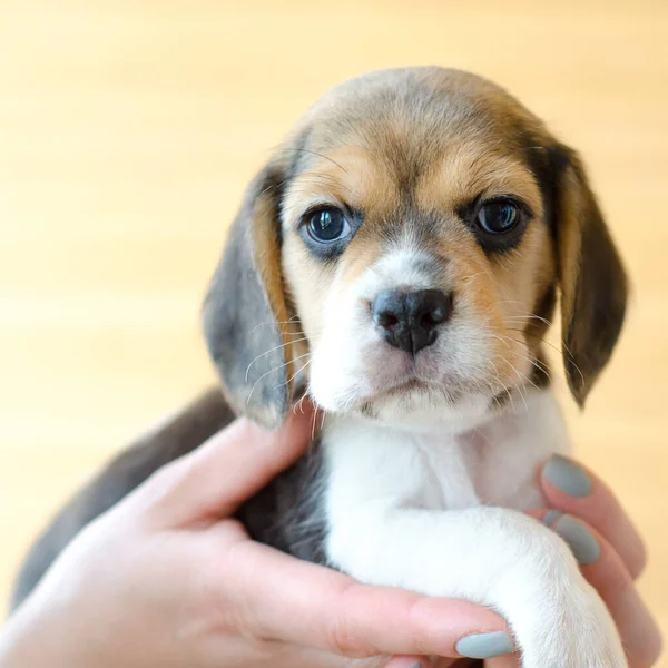 Aranyos Beagle Kiskutya Kezét — Stock Fotó