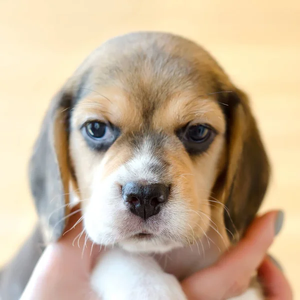 Niedlicher Beagle Welpe Den Händen — Stockfoto