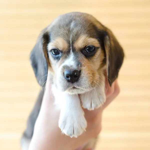Cute Szczeniak Beagle Rękach — Zdjęcie stockowe