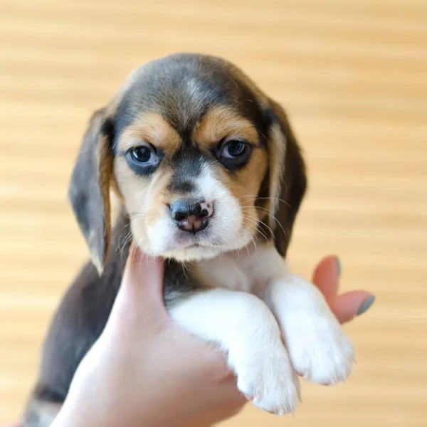 Niedlicher Beagle Welpe Den Händen — Stockfoto