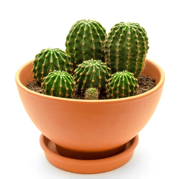 Cactus Pot Geïsoleerd Een Witte Achtergrond — Stockfoto