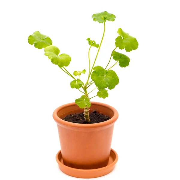 Geranium Pot Geïsoleerd Een Witte Achtergrond — Stockfoto