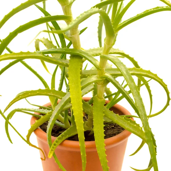 Aloe Potten Isolerad Vit Bakgrund — Stockfoto