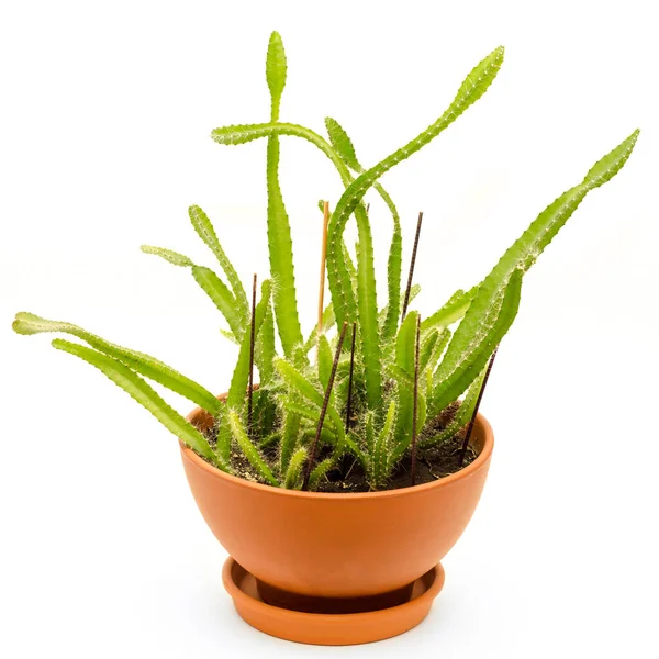Kaktusz Pot Izolált Fehér Alapon — Stock Fotó