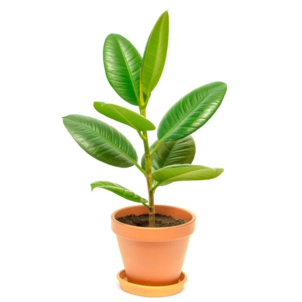 Ficus Pot Geïsoleerd Een Witte Achtergrond — Stockfoto
