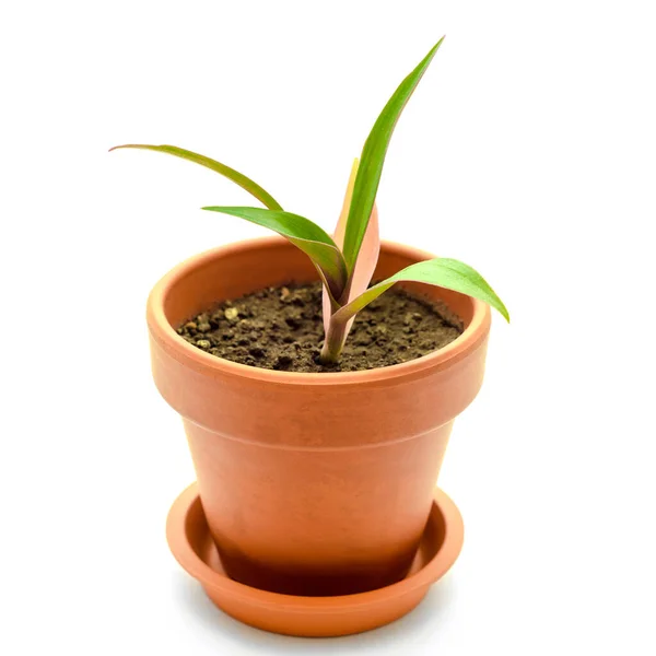 Tradescantia Pot Izolált Fehér Alapon — Stock Fotó