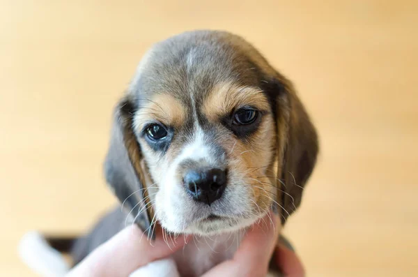 Niedlicher Beagle Welpe Den Händen — Stockfoto