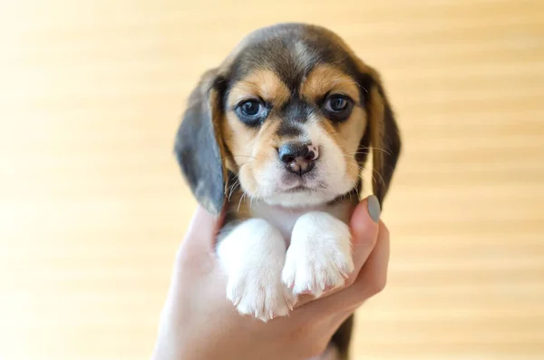 Schattig Beagle Puppy Handen — Stockfoto