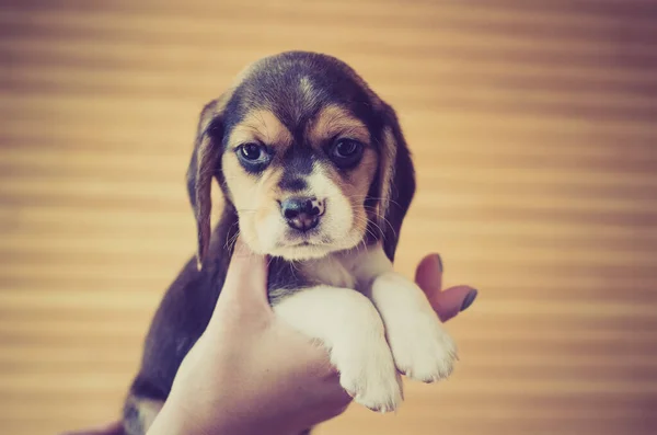 Cute Beagle Puppy Hands — Stock Photo, Image