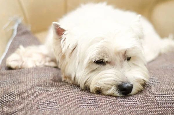 West Highland Terrier Blanco Acostado Casa —  Fotos de Stock