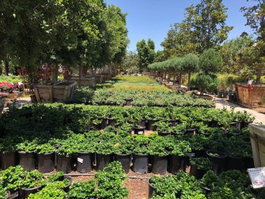 Doğu Vadisi, tüm tür ağaçlar, avuç içi ve çalılar, yenilebilir şeyler, çilek, küçük meyve, sebze ve otlar da dahil olmak üzere sağlayan Arizona bulunan Arizona peyzaj çocuk odası. Bu kreş evler için bu ürünleri satın almak için müşteriler sağlar.