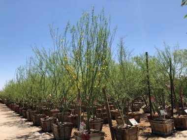 Doğu Vadisi, tüm tür ağaçlar, avuç içi ve çalılar, yenilebilir şeyler, çilek, küçük meyve, sebze ve otlar da dahil olmak üzere sağlayan Arizona bulunan Arizona peyzaj çocuk odası. Bu kreş evler için bu ürünleri satın almak için müşteriler sağlar.