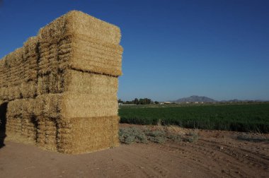 Gilbert Arizona Satılık bir çiftlikte bulunan saman yığınları. Çim, baklagiller veya kesmek, kurutulmuş ve özellikle otlatma sığır gibi hayvanlar için hayvan yem olarak kullanmak için saklanan diğer Otsu bitkiler saman yığınları locatedhay olduğunu.