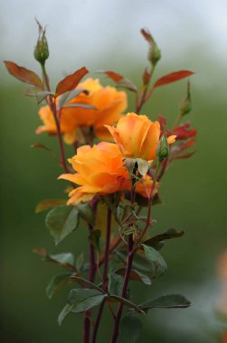 Tüm renk gül gül bir bahçe merkezindeki Amerika Birleşik Devletleri'nin güneybatı kısmında bulunan Mesa Arizona bulunan büyüyen harika çalılar.