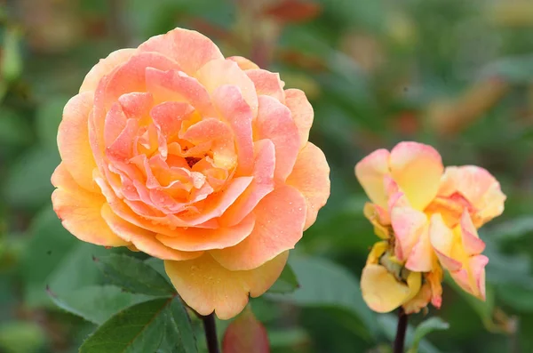 Εξαιρετικό Θάμνους Όλα Τριαντάφυλλα Χρώματος Αυξάνεται Ένα Τριαντάφυλλο Κήπος Κέντρο — Φωτογραφία Αρχείου