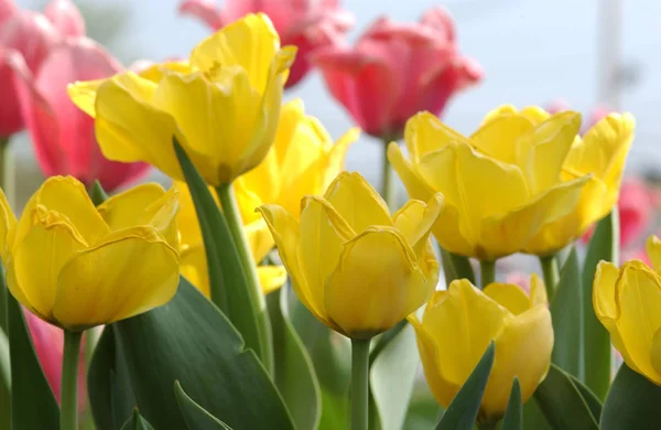 Tulipan Kolorowe Kwiaty Ogród Tło Wiosna Wzór Tekstura Tulipany Tworzą — Zdjęcie stockowe