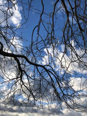 Amerika Birleşik Devletleri'nin güneybatı kesiminde Sabahın erken saatlerinde bulutlu gökyüzü renkli.