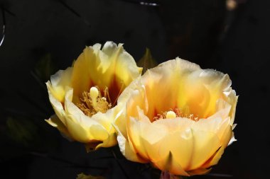 Kaktüs çiçeği renklerinin en geniş yelpazesi dikenli armutlar arasında bulunur, kürek şeklindeki sapları sayesinde çok büyük ve kolayca tanınan bir cinstir..