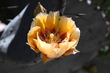 Kaktüs çiçeği renklerinin en geniş yelpazesi dikenli armutlar arasında bulunur, kürek şeklindeki sapları sayesinde çok büyük ve kolayca tanınan bir cinstir..
