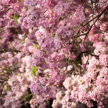Pembe çiçekler, Tabebuia rosea çiçeği Bahçe