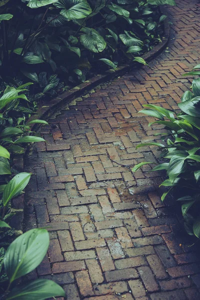 庭の植物と石のパス方法 — ストック写真