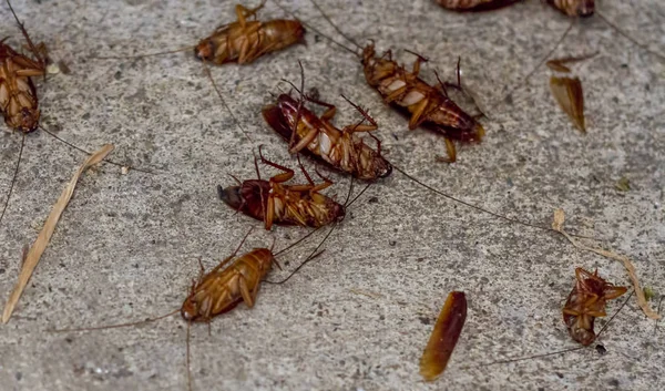 Many cockroach die on the floor background