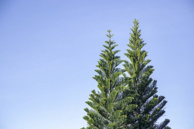 Kopya alanı çam ağacı üzerinde mavi gökyüzü ile
