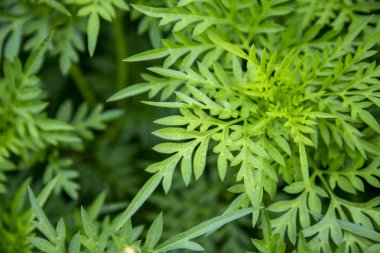 Yeşil yaprak dokusu arkaplanını kapat