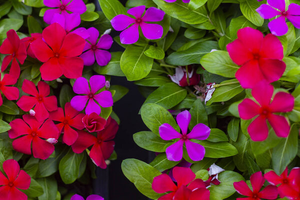 Катарантус розовый цветок с розовым и красным цветом
