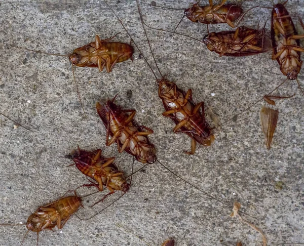 Many cockroach die on the floor background