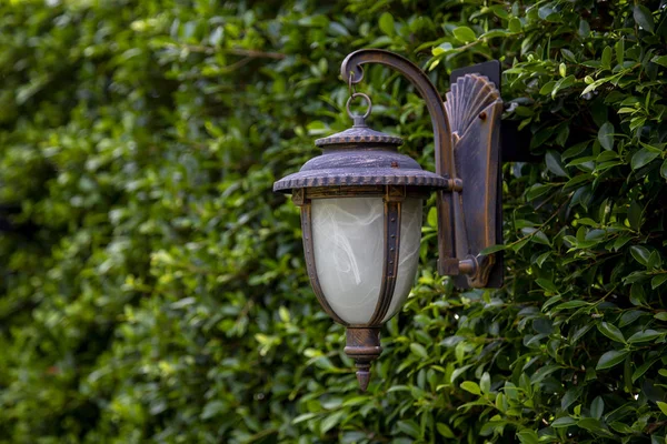 庭に葉の壁の背景のランプ — ストック写真