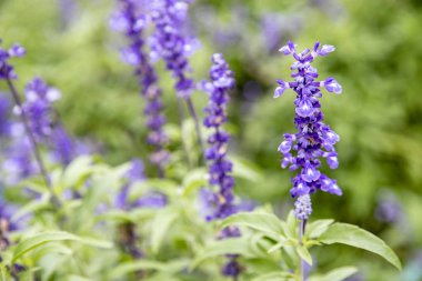 Bahçeye yakın mor çiçekler (salvia officinalis)