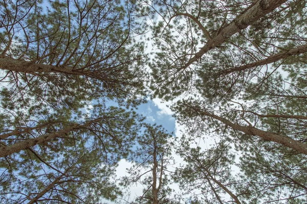 天空和云彩的松树顶部 — 图库照片