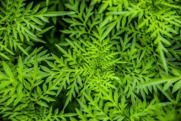 Primer Plano Fondo Textura Hoja Verde — Foto de Stock