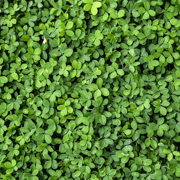 Close Fundo Textura Folha Verde — Fotografia de Stock