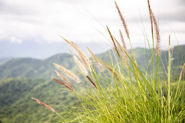 山上的狼尾草 羽毛草地 — 图库照片