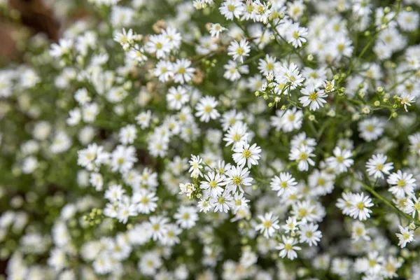 Little White Flowers Blooming — Stock Photo, Image