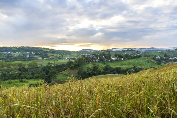 Pirinç Alan Günbatımı Manzara Ile Tepe Üzerinde — Stok fotoğraf