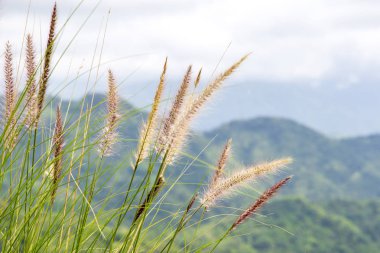 Pennisetum (tüy çim) dağ zemin üzerine