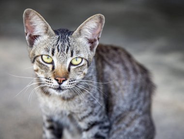 Kedi fotoğraf makinesi vasıl seyir yukarıya kapatmak