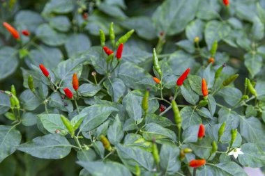 Bahçede ağaçta Olgun kırmızı biber