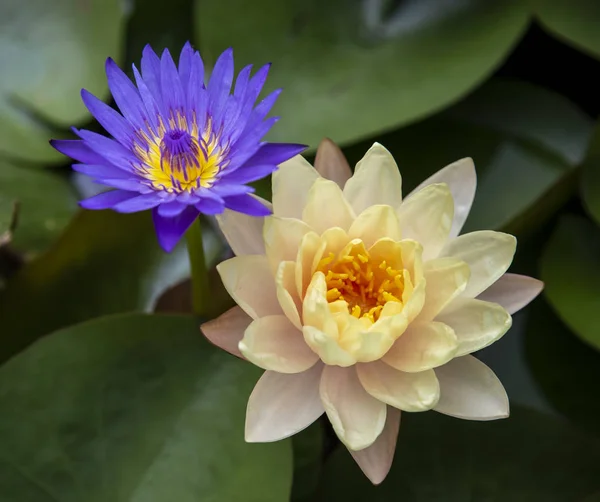 Close Lotus Blossom Blooming Pond — Stock Photo, Image