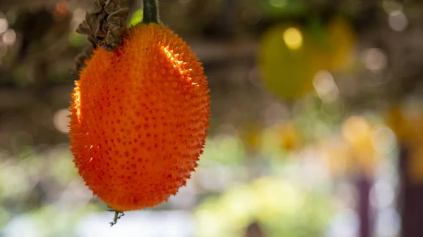 Jaca Bebê Gac Fruta Tropical Rica Vitamina — Fotografia de Stock