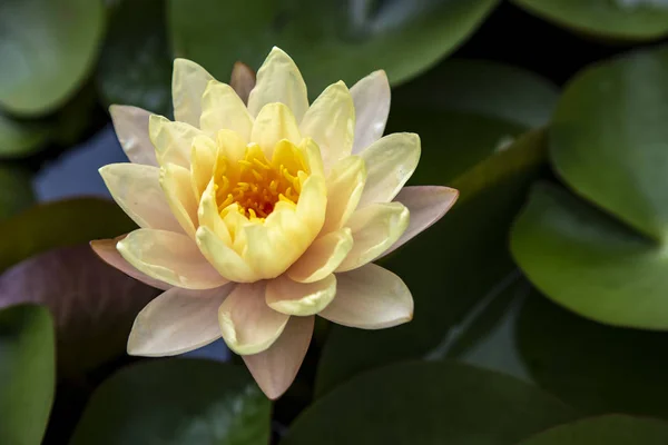Close Lotus Blossom Blooming Pond — Stock Photo, Image
