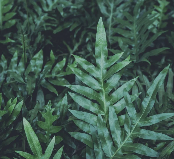 Close Green Leaf Texture Background — Stock Photo, Image